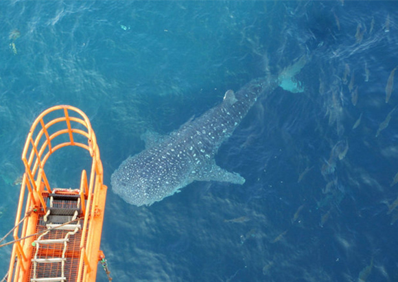 �V������������ �������ލu �L��