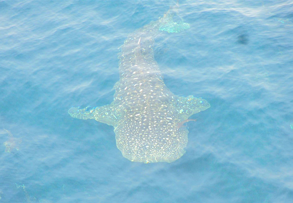 �V������������ �������ލu �L��